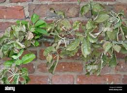 Attēlu rezultāti vaicājumam “Panonychus”