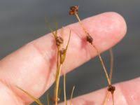 Attēlu rezultāti vaicājumam “Stuckenia filiformis”