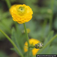 Attēlu rezultāti vaicājumam “Ranunculus acris flower”