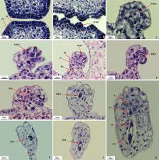 Attēlu rezultāti vaicājumam “Orobanche coerulescens bud”