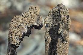 Attēlu rezultāti vaicājumam “Hypocenomyce scalaris”