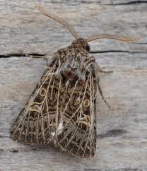 Attēlu rezultāti vaicājumam “Tholera decimalis male”