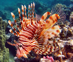 Image result for Pterois miles