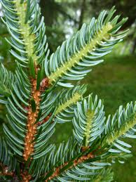 Attēlu rezultāti vaicājumam “Picea”