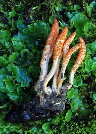 Attēlu rezultāti vaicājumam “Cordyceps ophioglossoides”