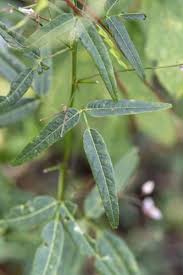 Attēlu rezultāti vaicājumam “Liceaceae”