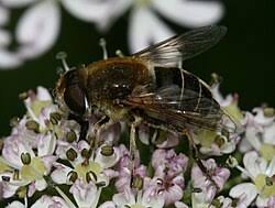 Attēlu rezultāti vaicājumam “Eristalis sp.”