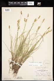 Attēlu rezultāti vaicājumam “Carex echinata”