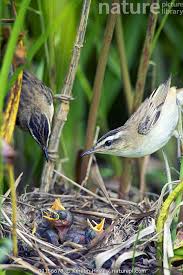 Attēlu rezultāti vaicājumam “Acrocephalus schoenobaenus adult”