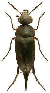 Attēlu rezultāti vaicājumam “Mordella sp.”