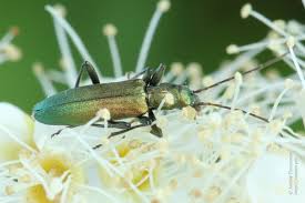 Attēlu rezultāti vaicājumam “Chrysanthia viridissima”