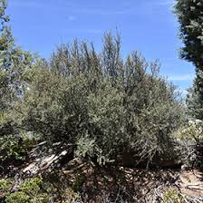 Attēlu rezultāti vaicājumam “Libanotis montana leaf”