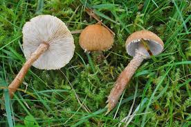 Attēlu rezultāti vaicājumam “Cystoderma amianthinum”