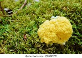 Attēlu rezultāti vaicājumam “Fuligo luteonitens macro”