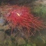 Attēlu rezultāti vaicājumam “Myriophyllum alterniflorum”