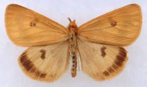 Attēlu rezultāti vaicājumam “Diacrisia sannio”