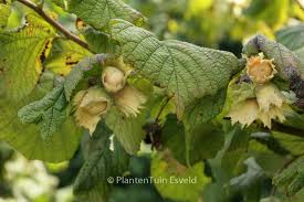 Attēlu rezultāti vaicājumam “Corylus avellana”