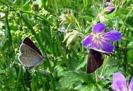 Attēlu rezultāti vaicājumam “Eumedonia eumedon underside”