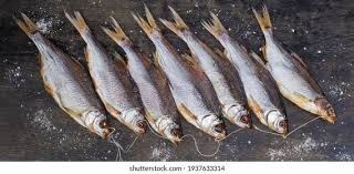 Image result for Rutilus heckelii