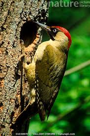 Attēlu rezultāti vaicājumam “Picus viridis nest”