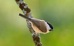 Attēlu rezultāti vaicājumam “Homomallium incurvatum sporophyte”