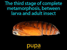Attēlu rezultāti vaicājumam “pupa”
