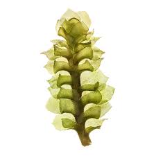 Attēlu rezultāti vaicājumam “Scapania mucronata”