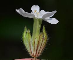 Attēlu rezultāti vaicājumam “Silene latifolia subsp. alba flower”