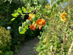 Image result for Colutea arborescens
