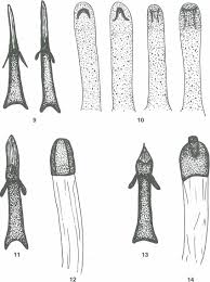 Attēlu rezultāti vaicājumam “Plebejus idas male”