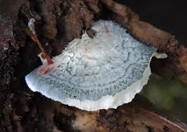 Attēlu rezultāti vaicājumam “Postia caesia”