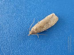 Attēlu rezultāti vaicājumam “Epiblema grandaevana”