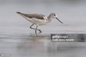 Attēlu rezultāti vaicājumam “Tringa nebularia”