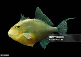 Image result for Balistes vetula