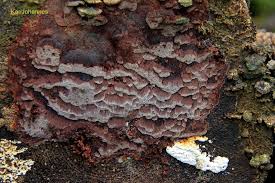 Attēlu rezultāti vaicājumam “Phellinus ferrugineofuscus”