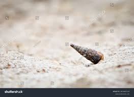 Attēlu rezultāti vaicājumam “Clausiliidae”