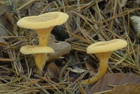 Attēlu rezultāti vaicājumam “Hygrophoropsis aurantiaca”