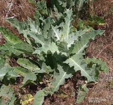 Image result for Onopordum acanthium