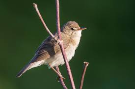 Attēlu rezultāti vaicājumam “Acrocephalus dumetorum”