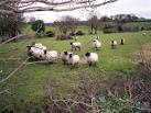 Pregnant Ewes, not a Lamb in sight yet! - via Daymix