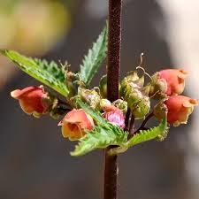 Attēlu rezultāti vaicājumam “Scrophularia umbrosa flower”