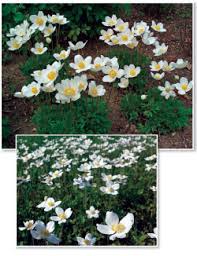 Attēlu rezultāti vaicājumam “Anemone sylvestris”