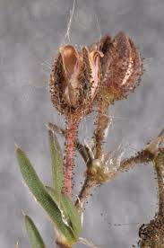 Attēlu rezultāti vaicājumam “Spergularia rubra leaf”