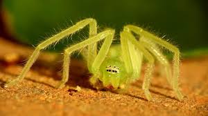 Attēlu rezultāti vaicājumam “Sparassidae”