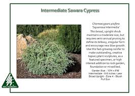 Attēlu rezultāti vaicājumam “Weissia squarrosa”