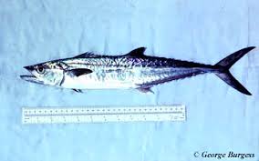 Image result for Scomberomorus cavalla