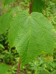 Attēlu rezultāti vaicājumam “Phyteuma spicatum leaf”