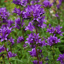 Attēlu rezultāti vaicājumam “Campanula glomerata”