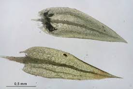 Attēlu rezultāti vaicājumam “Pohlia proligera”