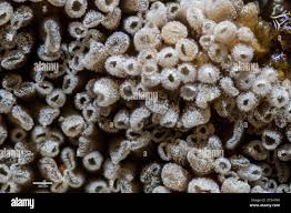 Attēlu rezultāti vaicājumam “Merismodes anomala”